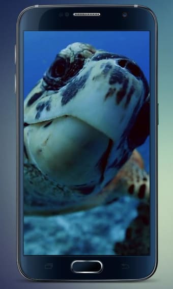 Image 2 for Sea Turtle Live Wallpaper