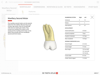 Image 3 for Tooth Atlas 9