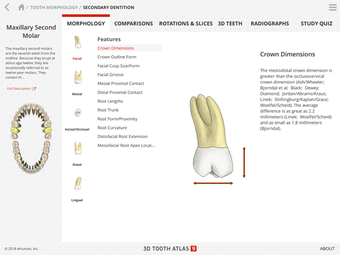 Image 1 for Tooth Atlas 9