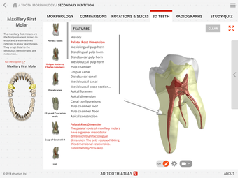 Image 0 for Tooth Atlas 9