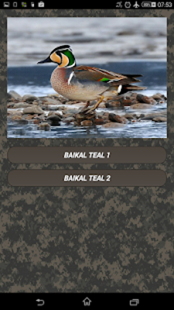 Imagen 1 para Duck calls