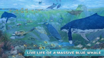 Image 3 for Blue Whale Survival Chall…