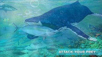 Image 0 for Blue Whale Survival Chall…
