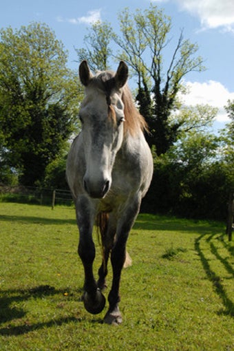 Image 0 for Horse Quotes - Horsemansh…