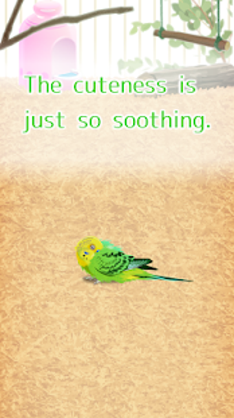 Image 1 for Parakeet Pet