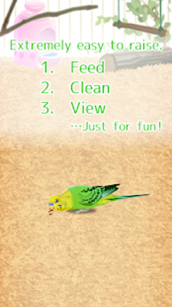 Image 3 for Parakeet Pet