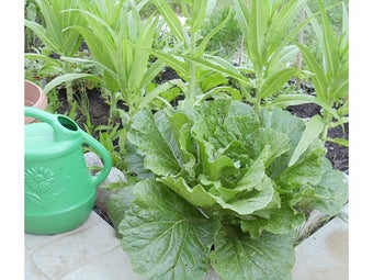 Image 0 for Garden Pest Control