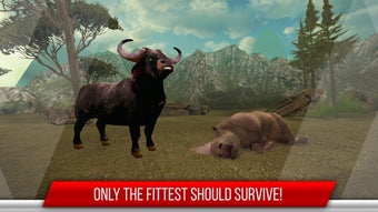 Image 2 for Bull vs Bull Fight: Knock…