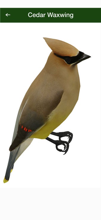 Image 3 for BirdGenie