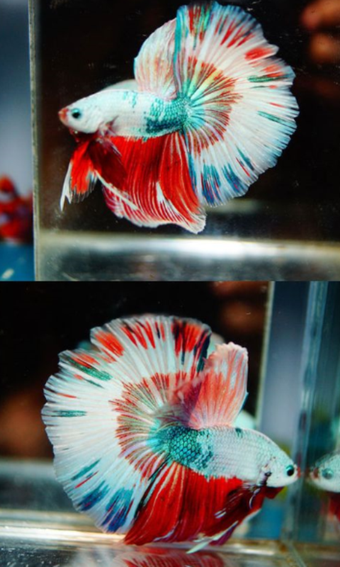 Imagen 0 para Betta Fish Beauty