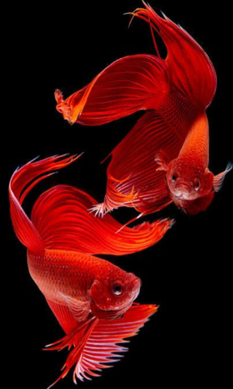 Imagen 1 para Betta Fish Beauty
