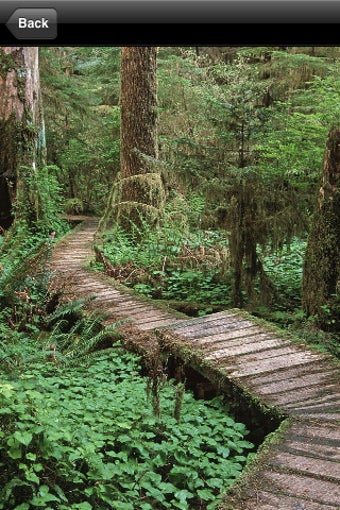 Imagen 0 para Forests