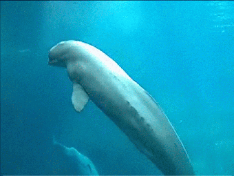 Image 0 for Live Aquariums Screen Sav…