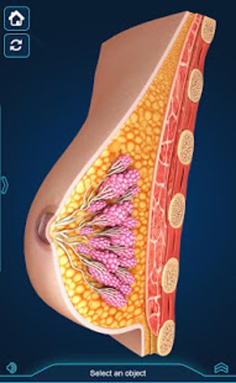 Image 1 for Breast Anatomy Pro.