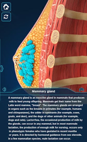Image 0 for Breast Anatomy Pro.