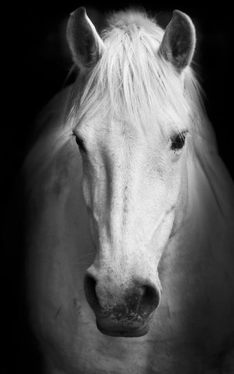 Imagen 2 para Horses Live Wallpaper