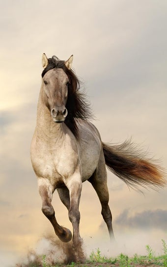 Imagen 1 para Horses Live Wallpaper