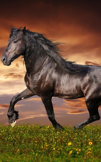 Imagen 0 para Horses Live Wallpaper