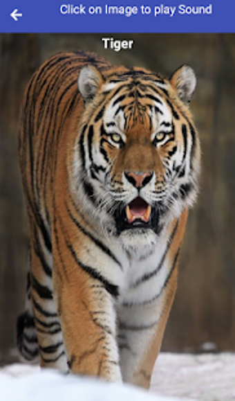 Image 2 for Animal Sounds for Kids fr…