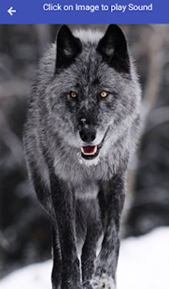 Image 0 for Animal Sounds for Kids fr…