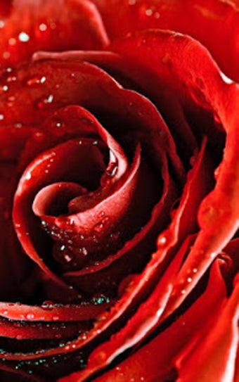 Image 1 for Red Rose Live Wallpaper