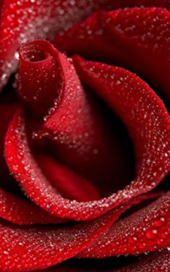 Image 2 for Red Rose Live Wallpaper