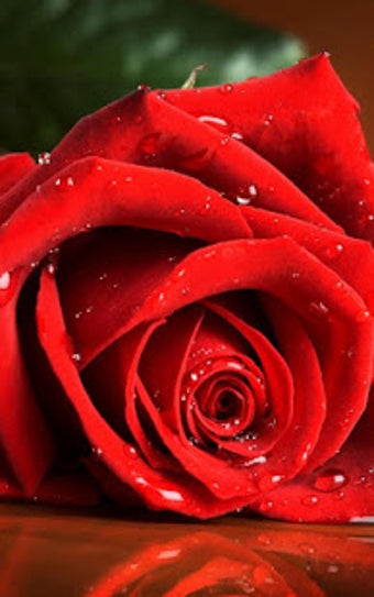 Image 3 for Red Rose Live Wallpaper