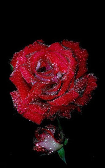 Image 0 for Red Rose Live Wallpaper