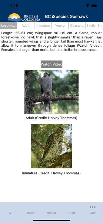 Image 2 for BC iSpecies Goshawk