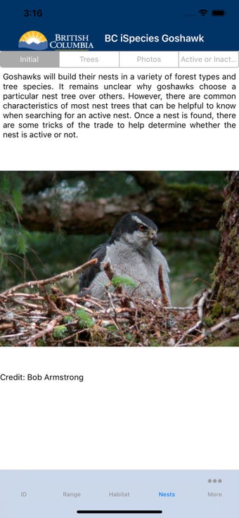 Image 1 for BC iSpecies Goshawk