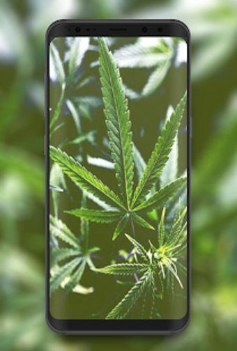 Imagen 0 para Weed HD Wallpapers and Ba…