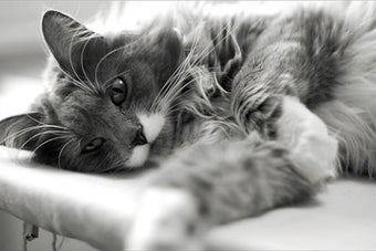 Image 0 for Cat Communication