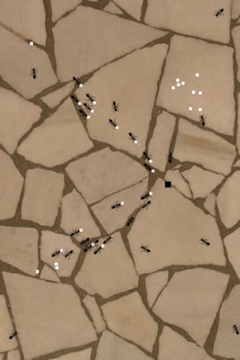 Image 7 for Ant Feeder