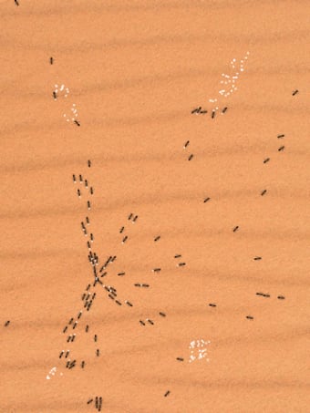 Image 5 for Ant Feeder