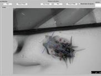 Imagen 1 para TrichEratops