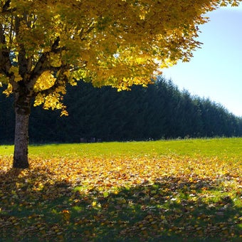 Image 3 for Falling Leaves Live Wallp…