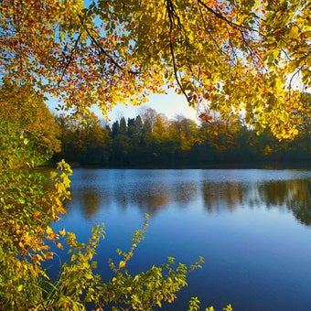 Image 1 for Falling Leaves Live Wallp…