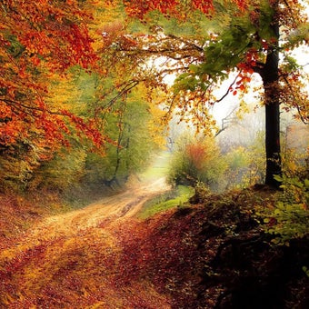 Image 2 for Falling Leaves Live Wallp…