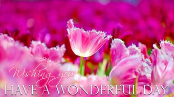 Image 0 for Good Morning Noon Evening…