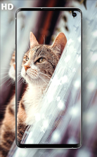 Image 0 for Cat Wallpapers