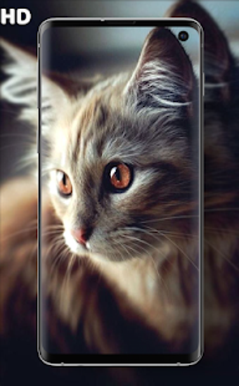 Image 1 for Cat Wallpapers