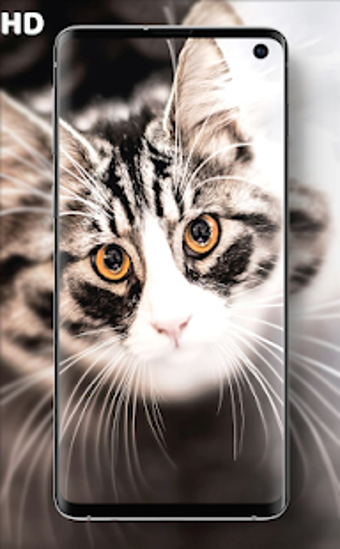 Image 2 for Cat Wallpapers