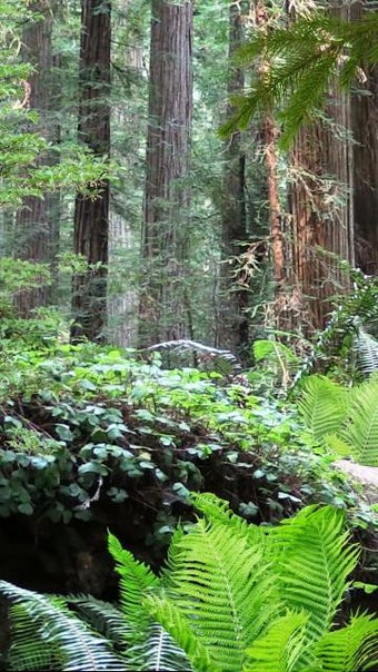 Imagen 1 para Forest