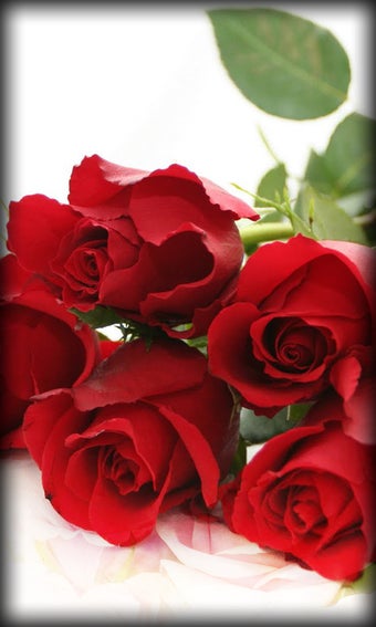 Imagen 5 para Roses Live Wallpaper