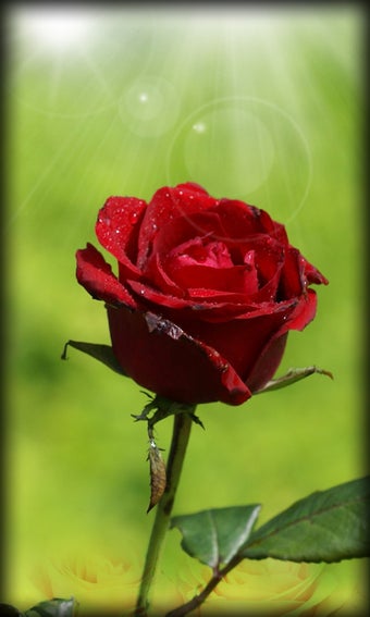 Imagen 3 para Roses Live Wallpaper