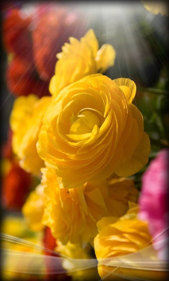 Imagen 4 para Roses Live Wallpaper