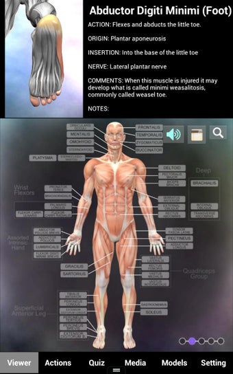 Imagen 5 para Muscle and Bone Anatomy 3…