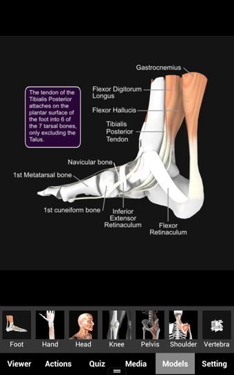 Imagen 4 para Muscle and Bone Anatomy 3…