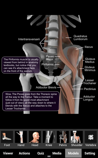 Imagen 3 para Muscle and Bone Anatomy 3…