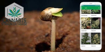 Imagen 1 para Cannabis Strains Database